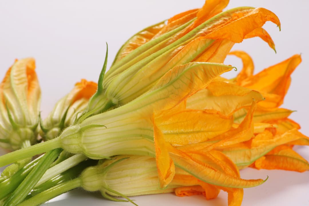 Fleurs de courgettes