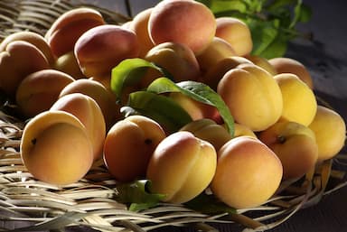 Abricots et feuilles sur osier