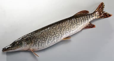 Brochet d'élevage cru