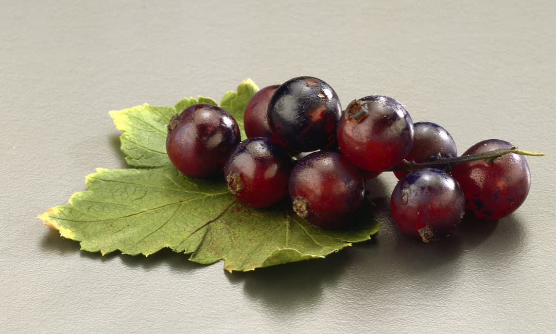 Grappe de cassis avec feuille