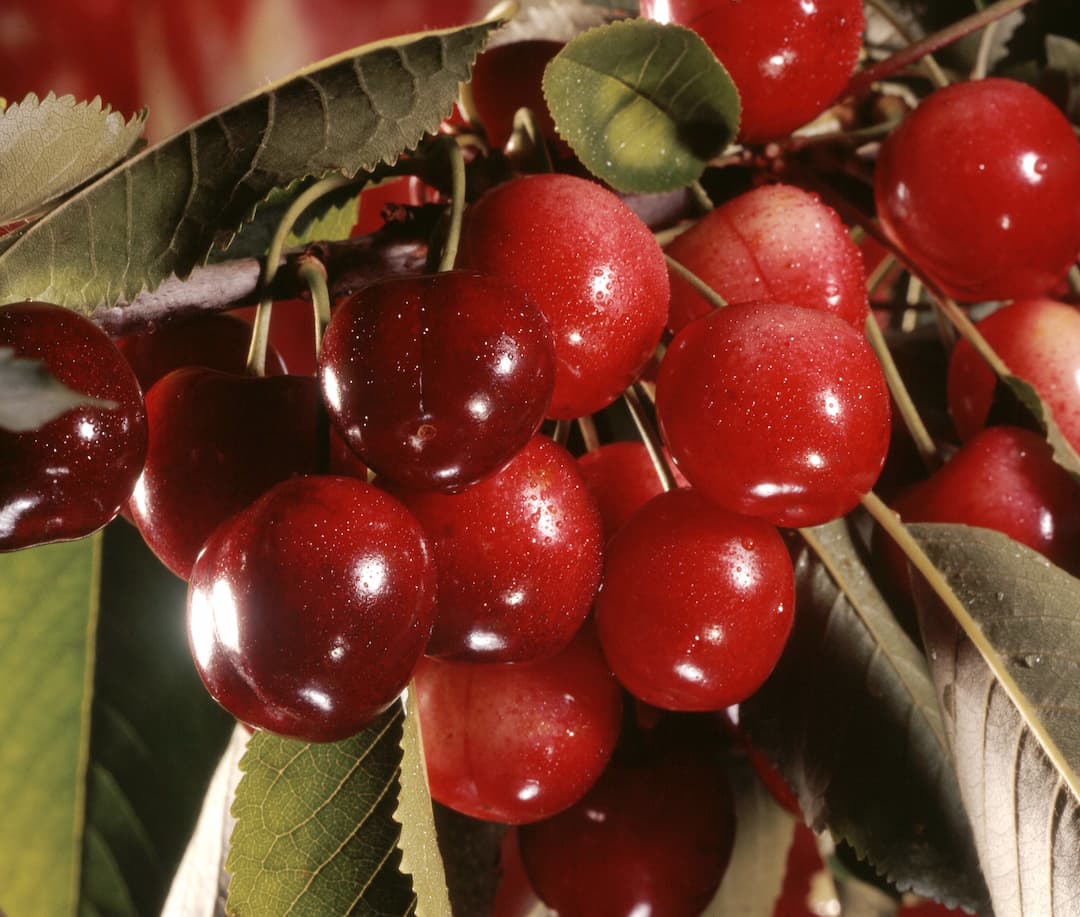 Grappe de cerise sur arbre