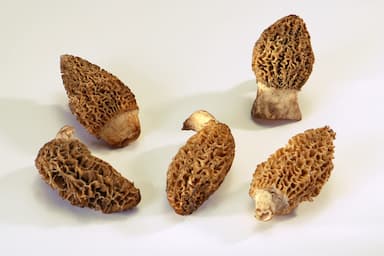 Morilles