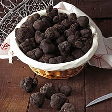 Truffe noire d'hiver