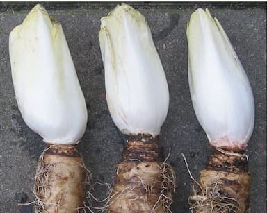 Endive du Nord