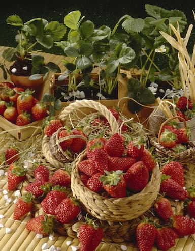 Panier de fraises