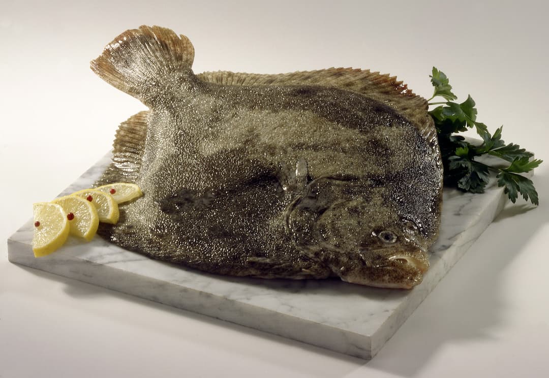 Turbot cru sur marbre