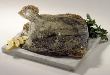 Turbot cru sur marbre