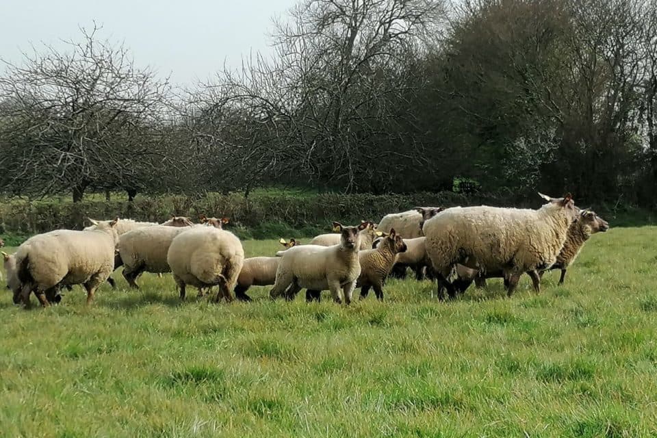 Agneau / mouton Normandie