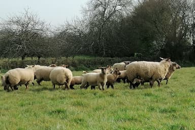 Agneau / mouton Normandie