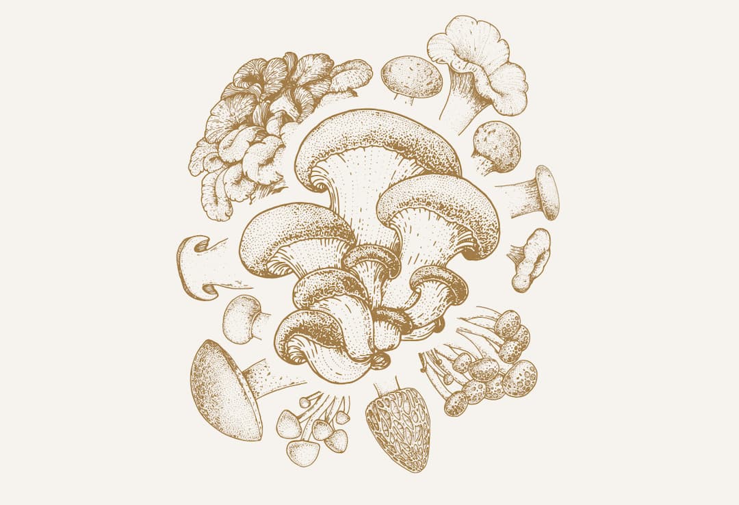 Agaric champêtre