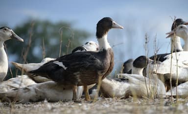 Canard à foie gras du sud ouest